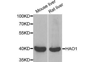 Western blot analysis of extracts of various cell lines, using HAO1 antibody (ABIN5973868) at 1/1000 dilution.