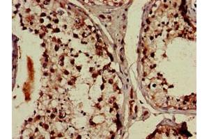 Immunohistochemistry of paraffin-embedded human testis tissue using ABIN7164355 at dilution of 1:100 (DDX4 抗体  (AA 1-223))