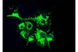 Image no. 5 for anti-Fumarylacetoacetate Hydrolase Domain Containing 2A (FAHD2A) antibody (ABIN1498183) (FAHD2A 抗体)