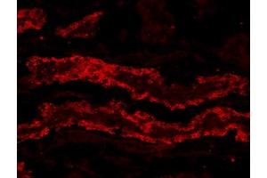 ABIN190837 (20µg/ml) staining of PFA-perfused cryosection of Porcine Kidney. (GPX3 抗体  (Internal Region))