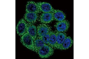 Confocal immunofluorescent analysis of INHA Antibody (N-term) (ABIN390680 and ABIN2840974) with Hela cell followed by Alexa Fluor 488-conjugated goat anti-rabbit lgG (green). (Inhibin alpha 抗体  (N-Term))