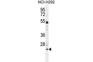 BCL7A Antibody (N-term) western blot analysis in NCI-H292 cell line lysates (35µg/lane). (BCL7A 抗体  (N-Term))