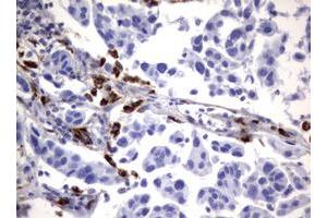 Image no. 3 for anti-Sialidase 1 (Lysosomal Sialidase) (NEU1) (AA 48-315) antibody (ABIN1491548) (NEU1 抗体  (AA 48-315))