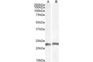 ABIN5539549 (0. (LIF 抗体  (AA 28-39))