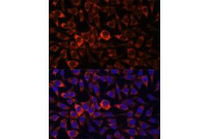 Immunofluorescence (IF) image for anti-Heme Binding Protein 2 (HEBP2) (AA 1-205) antibody (ABIN7267604)
