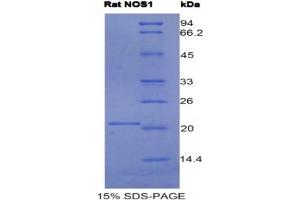 SDS-PAGE analysis of Rat NOS1 Protein. (NOS1 蛋白)