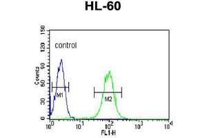 BPI Antibody (Center) flow cytometric analysis of HL-60 cells (right histogram) compared to a negative control cell (left histogram). (BPI 抗体  (Middle Region))