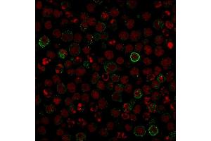 Confocal Immunofluorescence image of Raji cells using CD86 Mouse Monoclonal Antibody (C86/1146) followed by goat anti-Mouse IgG conjugated with CF488 (green). (CD86 抗体)