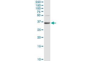 Western Blotting (WB) image for anti-Phosphatidic Acid Phosphatase Type 2A (PPAP2A) (AA 1-284) antibody (ABIN948710)