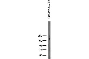 Adult rat brain membrane immunoblot.
