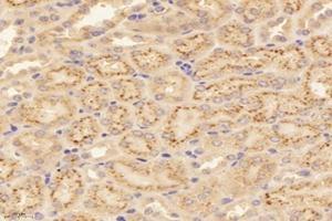 Immunohistochemistry analysis of paraffin-embedded mouse kidney using,RISC (ABIN7075546) at dilution of 1: 4000 (SCPEP1 抗体)