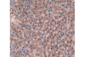 Used in DAB staining on fromalin fixed paraffin- embedded liver tissue (Laminin beta 3 抗体  (AA 503-738))