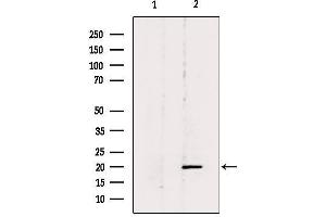 Betacellulin 抗体  (N-Term)