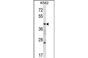 Western blot analysis in K562 cell line lysates (35ug/lane). (MAFA 抗体  (C-Term))