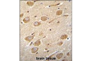 CNGA4 Antibody immunohistochemistry analysis in formalin fixed and paraffin embedded human brain tissue followed by peroxidase conjugation of the secondary antibody and DAB staining. (CNGA4 抗体  (N-Term))