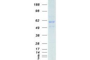 KLF4 Protein (Myc-DYKDDDDK Tag)