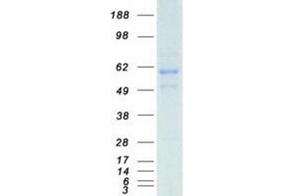 KLF4 Protein (Myc-DYKDDDDK Tag)