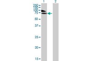 Western Blot analysis of PDE4A expression in transfected 293T cell line by PDE4A MaxPab polyclonal antibody. (PDE4A 抗体  (AA 1-647))