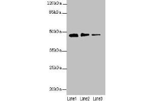 Western blot All lanes: PRSS35 antibody at 0. (PRSS35 抗体  (AA 201-413))