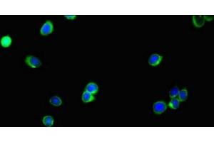 Immunofluorescent analysis of HepG2 cells using ABIN7174607 at dilution of 1:100 and Alexa Fluor 488-congugated AffiniPure Goat Anti-Rabbit IgG(H+L) (SLC35A2 抗体  (AA 136-234))