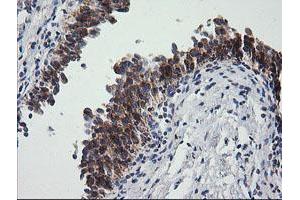 Image no. 2 for anti-Prostaglandin E Synthase 2 (PTGES2) antibody (ABIN1500491) (PTGES2 抗体)
