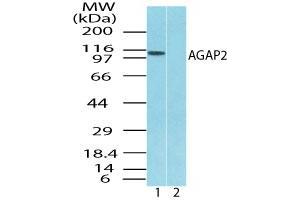 AGAP2 抗体  (AA 20-60)
