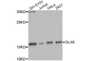 Western blot analysis of extracts of various cell lines, using DLX6 Antibody (ABIN2736646) at 1:1000 dilution. (DLX6 抗体)