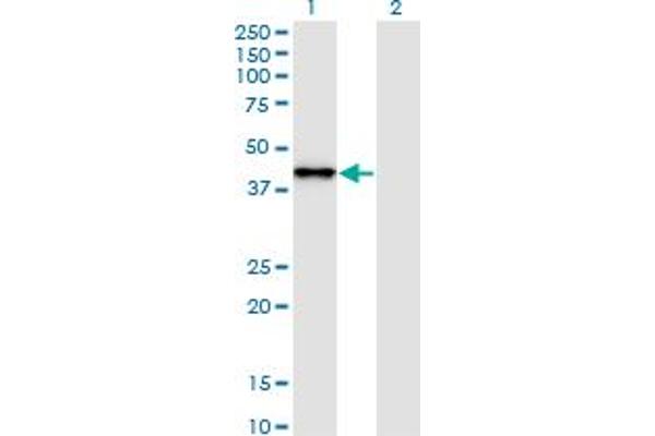SNAPC2 抗体  (AA 16-114)