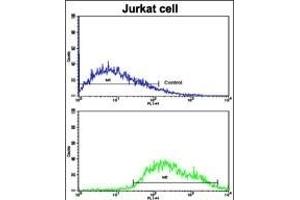 Flow cytometric analysis of jurkat cells using COG4 Antibody (C-term)(bottom histogram) compared to a negative control cell (top histogram). (COG4 抗体  (C-Term))