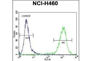 MIER2 Antibody (N-term) (ABIN655124 and ABIN2844753) flow cytometric analysis of NCI- cells (right histogram) compared to a negative control cell (left histogram). (MIER2 抗体  (N-Term))