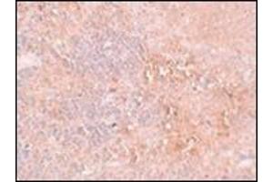 Immunohistochemistry of JMJD4 in rat spleen tissue with this product at 2. (JMJD4 抗体  (N-Term))