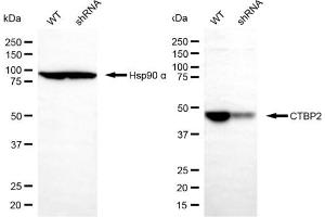 Western blotting analysis using CTBP2 antibody (ABIN7797817).