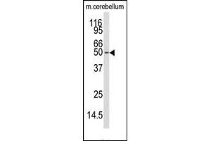 Western blot analysis of anti-CKK1 Antibody (N-term) (ABIN392189 and ABIN2841895) in mouse cerebellum tissue lysates (35 μg/lane). (CAMKK1 抗体  (N-Term))