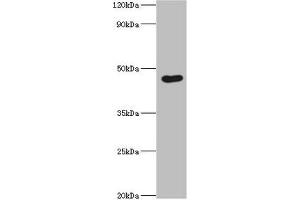 Western blot All lanes: Egl nine homolog 1 antibody at 12 μg/mL + Rat brain tissue Secondary Goat polyclonal to rabbit IgG at 1/10000 dilution Predicted band size: 47, 44, 37 kDa Observed band size: 47 kDa (EGLN1 抗体  (AA 301-426))