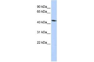 Western Blotting (WB) image for anti-Potassium Inwardly-Rectifying Channel, Subfamily J, Member 1 (KCNJ1) (Middle Region) antibody (ABIN2776290)