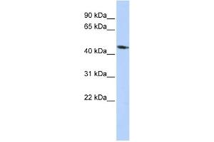 WB Suggested Anti-KCNJ1 Antibody Titration:  0.