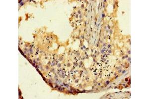 Immunohistochemistry of paraffin-embedded human testis tissue using ABIN7171540 at dilution of 1:100 (TAS2R14 抗体  (AA 283-317))