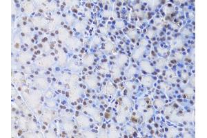 Immunohistochemistry of paraffin-embedded rat pancreas using XRCC4 Antibody (ABIN5970836) at dilution of 1/100 (40x lens). (XRCC4 抗体)