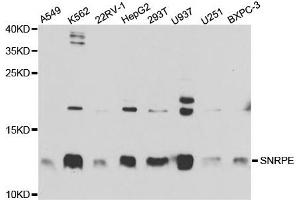 Western Blotting (WB) image for anti-Small Nuclear Ribonucleoprotein Polypeptide E (SNRPE) antibody (ABIN1876676) (SNRPE 抗体)
