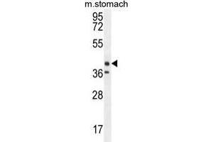 TECTB Antibody (N-term) western blot analysis in mouse stomach tissue lysates (35 µg/lane).