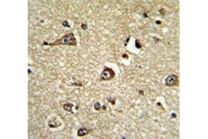 IHC analysis of FFPE human brain tissue stained with PHGDH antibody (PHGDH 抗体  (AA 140-168))
