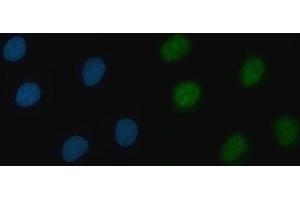 IF analysis of THAP11 using anti-THAP11 antibody (ABIN7599230). (THAP11 抗体  (AA 1-294))