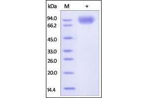 Human SIRP alpha (HPLC-verified), Fc Tag on SDS-PAGE under reducing (R) condition. (SIRPA Protein (AA 31-370) (Fc Tag))