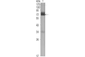 Western Blot showing CER1 antibody used against CER1 (aa18-267)-hIgGFc transfected HEK293 cell lysate (1). (CER1 抗体)