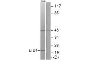 Western blot analysis of extracts from HeLa cells, using EID1 Antibody.