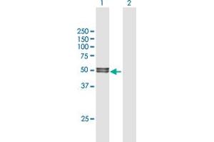 Western Blot analysis of LIPA expression in transfected 293T cell line by LIPA MaxPab polyclonal antibody. (Lipase A 抗体  (AA 1-399))