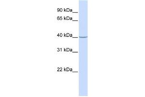 WB Suggested Anti-ACADS Antibody Titration: 0. (ACADS 抗体  (N-Term))