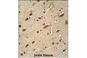 MYLK4 antibody (C-term) (ABIN652158 and ABIN2840571) immunohistochemistry analysis in formalin fixed and paraffin embedded human brain tissue followed by peroxidase conjugation of the secondary antibody and DAB staining. (MYLK4 抗体  (C-Term))