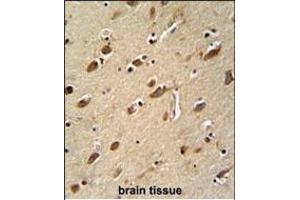 MYLK4 antibody (C-term) (ABIN652158 and ABIN2840571) immunohistochemistry analysis in formalin fixed and paraffin embedded human brain tissue followed by peroxidase conjugation of the secondary antibody and DAB staining. (MYLK4 抗体  (C-Term))