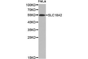 Western Blotting (WB) image for anti-Solute Carrier Family 18 (Vesicular Monoamine Transporter), Member 2 (SLC18A2) antibody (ABIN6219827) (SLC18A2 抗体)